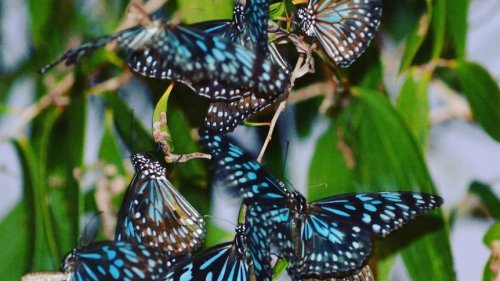 Butterfly boom takes flight in north Queensland under perfect weather conditions