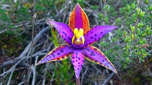 Rare Queen of Sheba orchid, 10 years in the making, sighted on WA's south coast