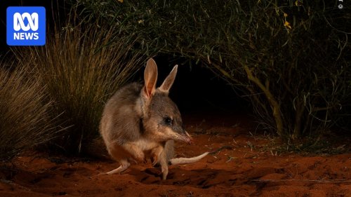 Wildlife Photographer of the Year exhibition touches down in Sydney