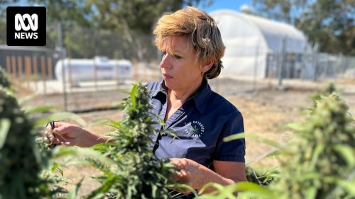 Imported medicinal cannabis sold without testing for Australian standards, industry warns