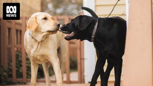 Dogs may benefit from being present when canine companions are put down, animal experts say