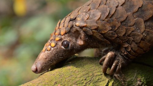 Wildlife trafficking is rife around the world. This group went undercover with a former Australian cop's help