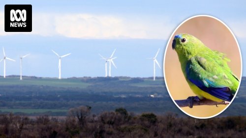 Robbins Island wind farm developer seeks to remove shutdown clause designed to protect orange-bellied parrot