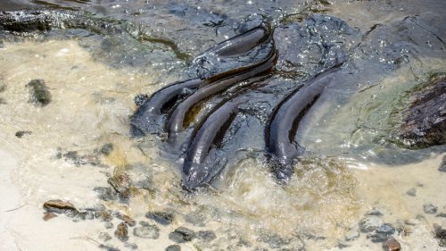 Eels can travel over land, climb walls and take down serious prey. They may be Australia's most hardcore animal