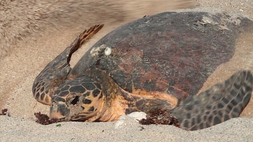 Critically endangered turtle found on same beach decades after first tagging