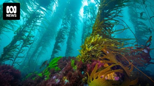 Giant kelp forests on Tasman Peninsula survive marine heatwave, brings 'hope' amid climate change