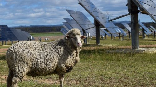 Merino sheep grazing under solar panels produce better wool, trial shows