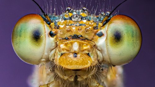Macrophotography of insects, spiders puts new perspective on tiny creatures