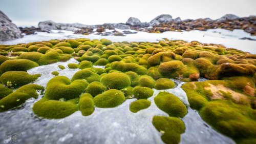 Antarctica's miniature moss 'forests' reveal shifts in climate across thousands of years