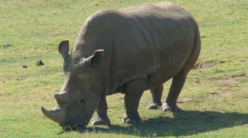 Científicos crean embriones sintéticos para evitar la extinción del rinoceronte blanco
