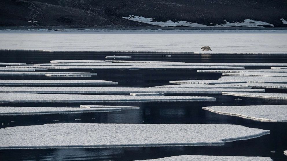 Loss of sea ice putting migrating beluga whales in danger