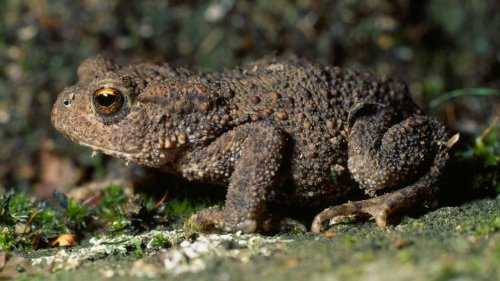 Toxic toad population increases in South Florida due to climate impact: Experts