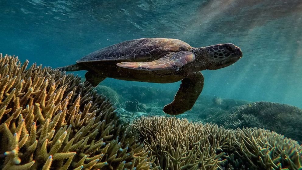 World Ocean Day 2021: How climate change may alter 10 of the world's natural wonders