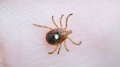 Red meat allergy caused by ticks is an 'emerging public health concern': CDC