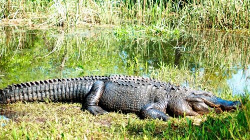 Woman killed in alligator attack in South Carolina