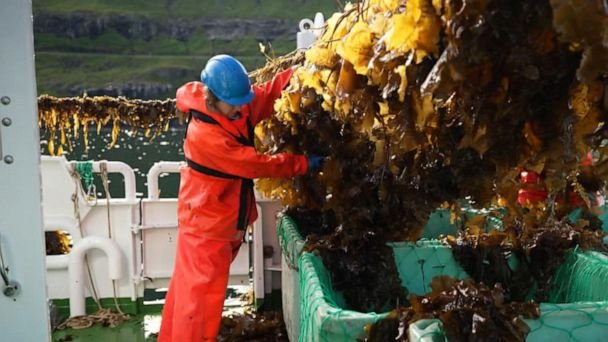 Faroe Islands farmers use seaweed as an underwater solution to combat climate change