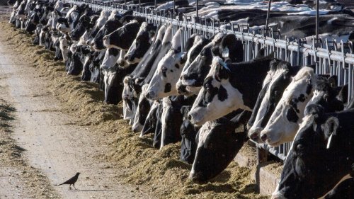 Dairy cattle in Texas and Kansas have tested positive for bird flu