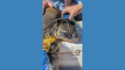 Video Boaters rescue entangled sea turtle