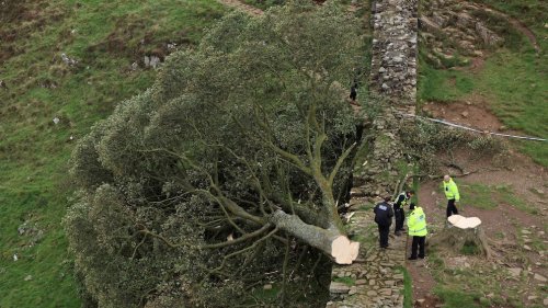Famous 'Sycamore Gap tree' in northern England found cut down overnight; 16-year-old arrested