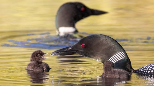 Climate change threatens loon population, new study shows
