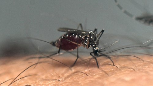 Puerto Rico's health department declares public health emergency as dengue cases rise