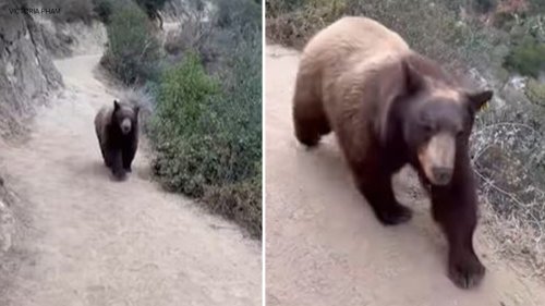 Woman comes face to face with bear during hike in California