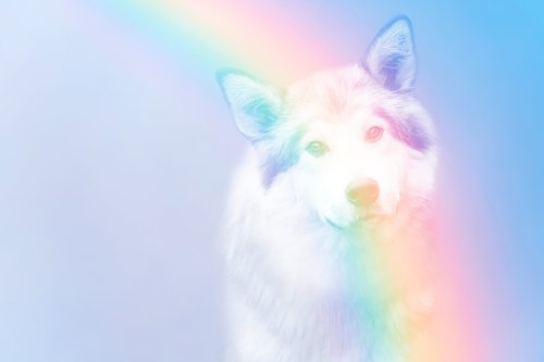The Rule Of Law Joins America&rsquo;s Dead Pets On The Rainbow Bridge