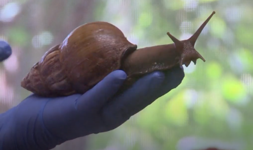 Giant invasive snail sends one Florida county into quarantine