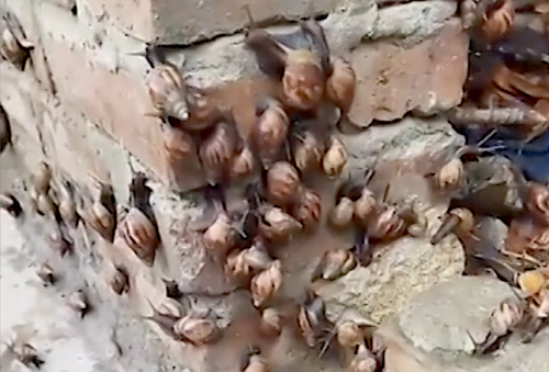Army of gastropods seen climbing up walls of woman's home
