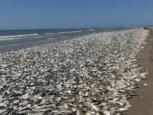 Thousands of dead fish washed up along a 6-mile stretch of Texas coast ...