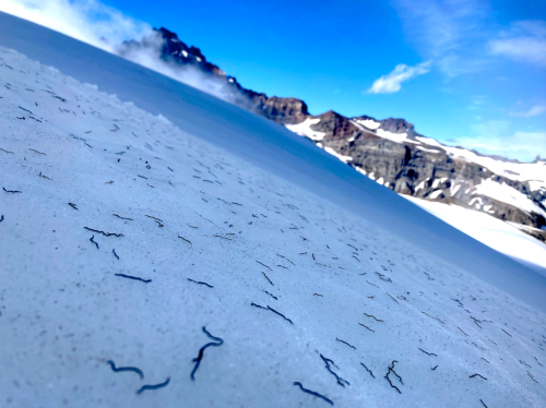 ice worms emerge in pacific northwest glaciers