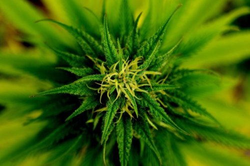Podcast: Cannabis Causes Schizophrenia? Not So Fast; Pfizer's Weight Loss Drug v. Ozempic