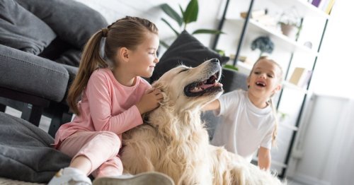 Friendly Dog Breeds for Families - ActiveBeat
