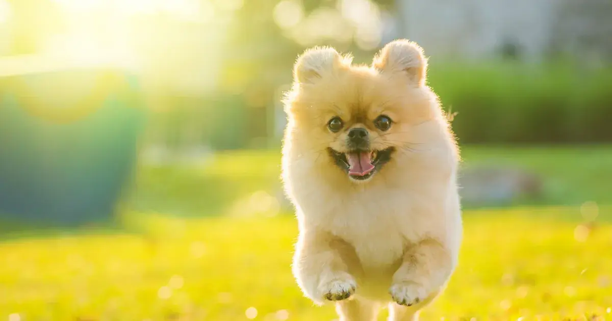 What Causes the Zoomies in Pets?