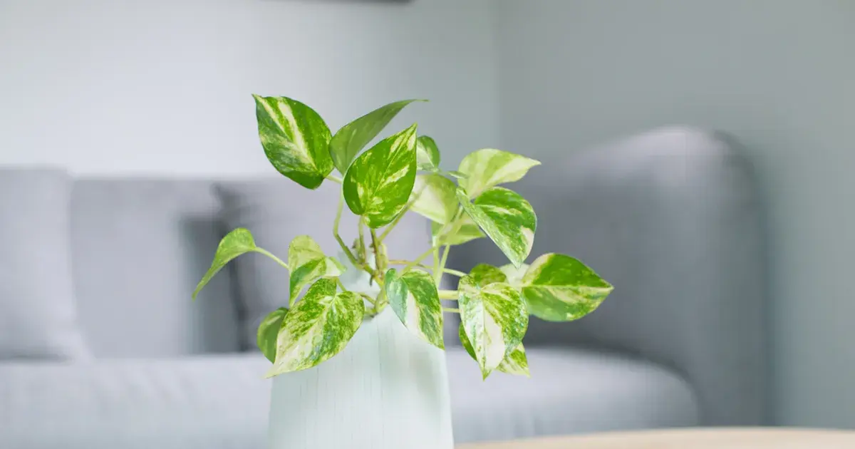 Poisonous Houseplants That Are Toxic to Children and Pets