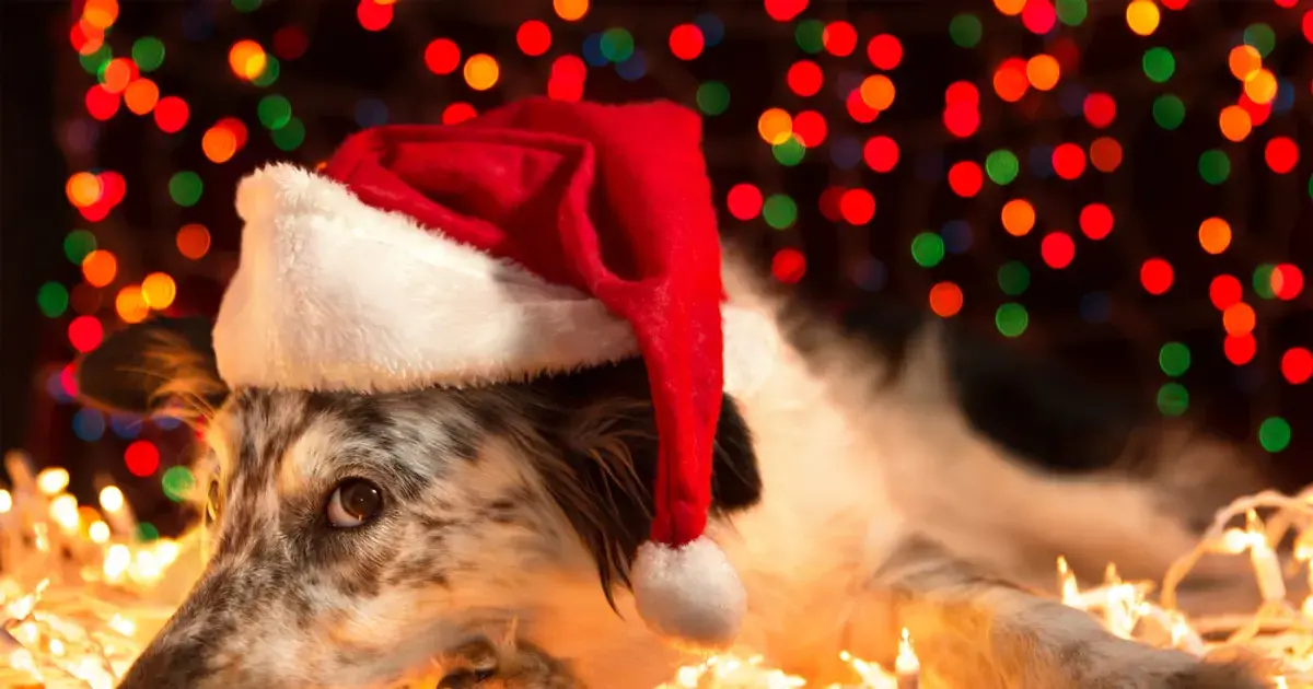 Tips for a Pet Friendly Holiday Season