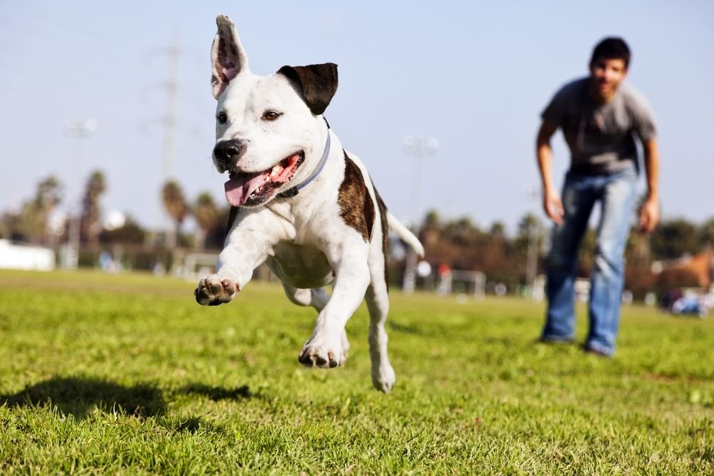 What to Know Before Visiting the Dog Park, Plus More Summer Safety Tips