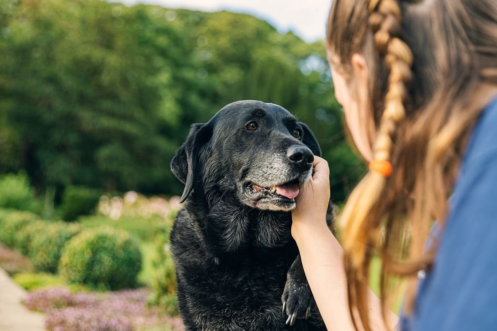 Common Ailments for Aging Dogs, Plus Other Dog Health Issues to Know About
