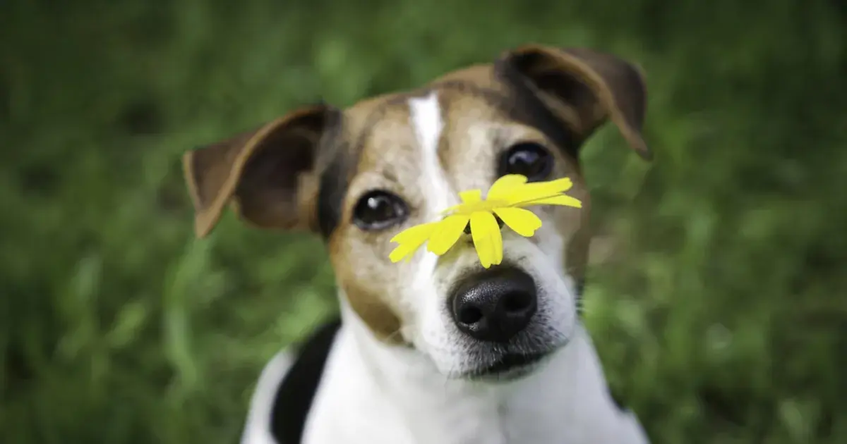 Dog Allergies: Things Every Owner Should Know