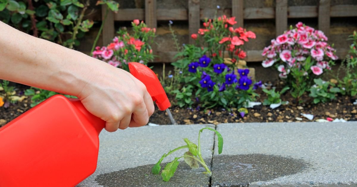 Natural Ways to Keep Weeds Out of Your Garden