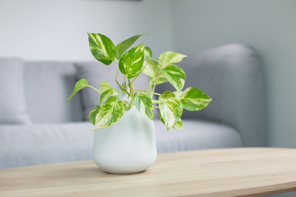 Poisonous Houseplants That Are Toxic to Children and Pets