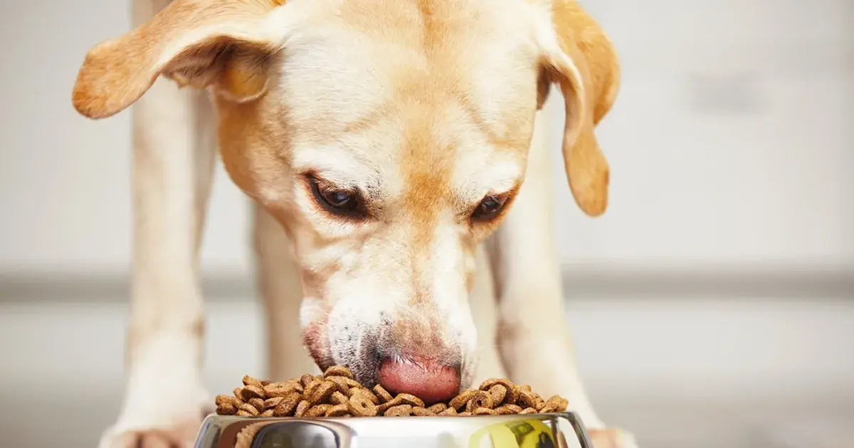 Foods You Should Never Feed Your Dog