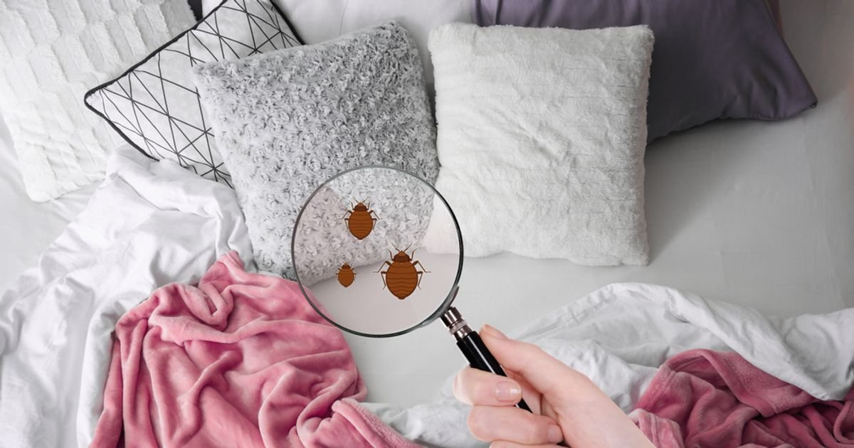 How to Spot and Treat Bed Bugs Quickly
