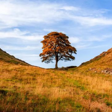 Men who felled 150-year-old tree in just three minutes found guilty and face brutal sentence
