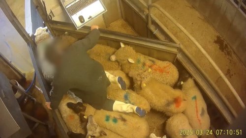 Seine-et-Marne. "Découpés encore vivants" : une vidéo choc de L214 cible les pratiques de l’abattoir de Meaux