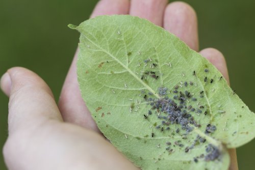 Jardin : comment faire fuir les pucerons et la cochenille