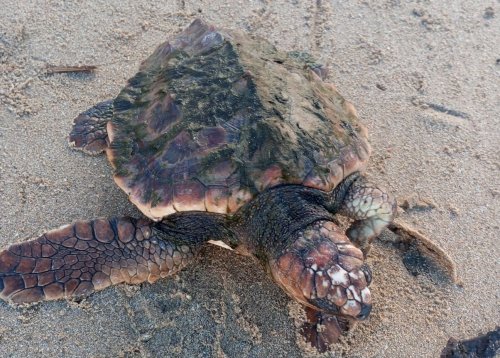 Il sauve une tortue caouanne échouée sur une plage de Loire-Atlantique