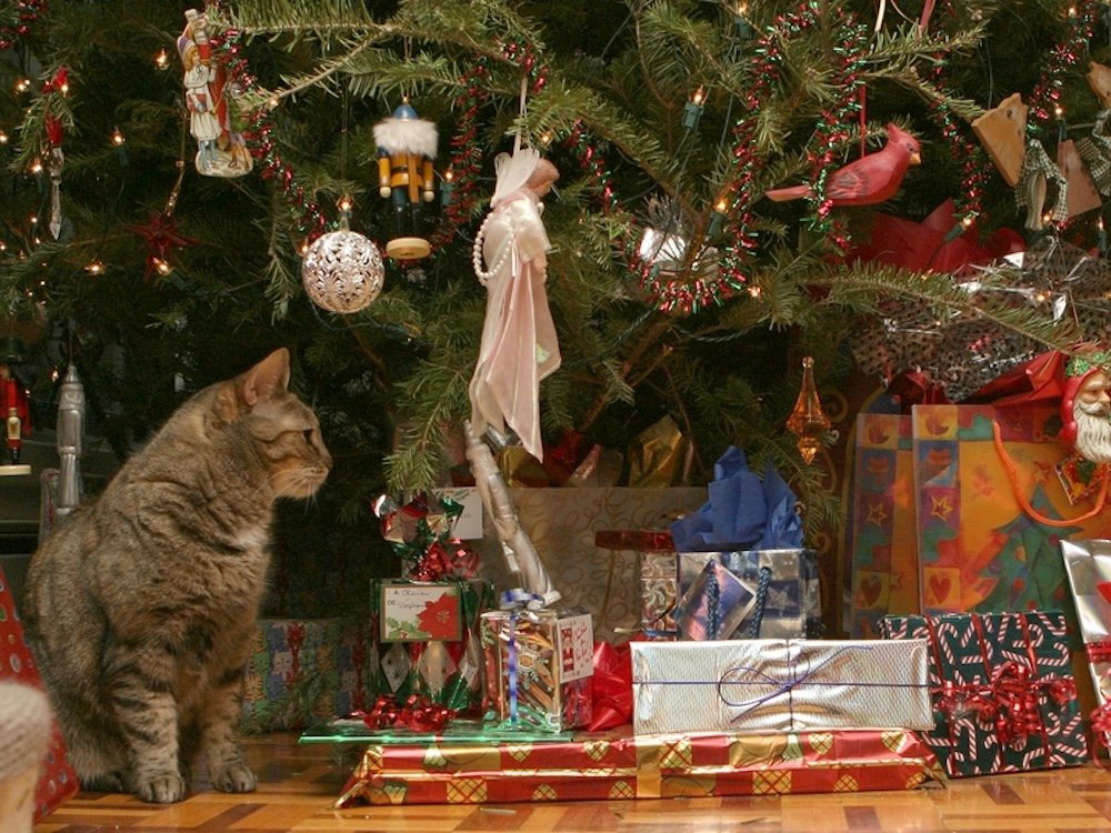7 coups de cœur de libraires à offrir pour Noël