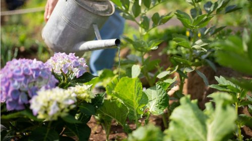 Come mantenere i fiori freschi più a lungo? Ecco 5 trucchi facili per nutrirli e farli risplendere