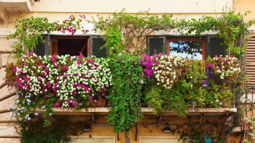 Quali fiori piantare sul balcone? Ecco i 17 più belli e facili da curare